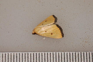 Marimatha nigrofimbria, Black-bordered Lemon Moth