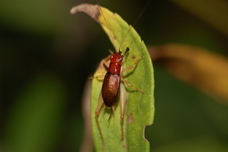 Phyllopalpus pulchellus, Red-headed Bush Cricket