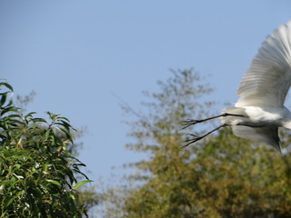 Mesophoyx intermedia, Intermediate Egret