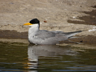 Sterna aurantia, River Tern