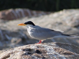 Sterna aurantia, River Tern