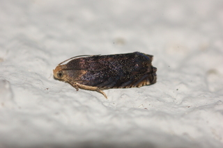Cydia caryana, Hickory Shuckworm Moth