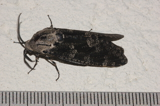 Prionoxystus robiniae, Carpenterworm Moth