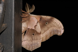 Antheraea polyphemus, Polyphemus Moth, underside