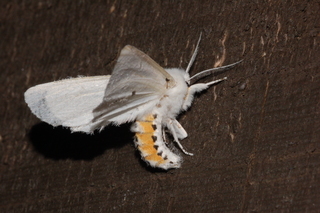 Spilosoma virginica, Virginia Tiger Moth