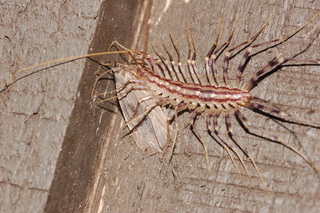 Scutigera coleoptrata, House Centipede, eating Crambidia