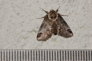 Baileya australis, Small Baileya Moth
