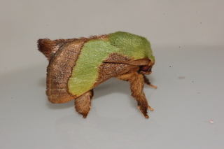 Parasa chloris, Smaller Parasa Moth