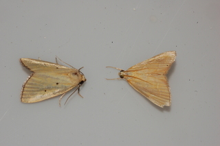 Marimatha nigrofimbria, Black-bordered Lemon Moth, Glaphyria glaphyralis, Common Glaphyria Moth