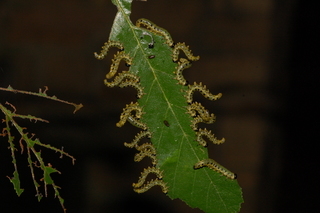 Craesus latitarsus, Dusky Birch Sawfly, larvae