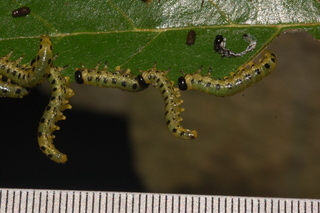 Craesus latitarsus, Dusky Birch Sawfly, larvae