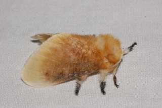 Megalopyge opercularis, Southern Flannel Moth, female