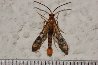 Synanthedon acerni, Maple Callus Borer Moth