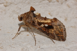 Chrysodeixis includens, Soybean Looper Moth