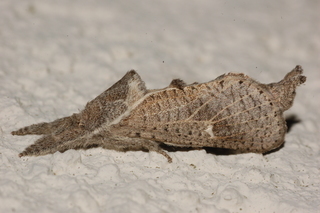 Givira anna, Anna Carpenterworm Moth