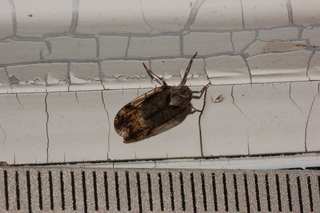 Melanoliarus, Cixiidae