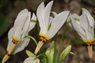 Dodecatheon meadia, Pride of Ohio, flowers