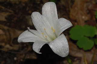 Zephyranthes atamasca, Atamasco Lily