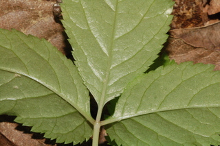 Panax quinquefolius, American Ginseng, leaf base