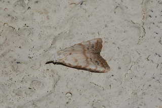 Nola cereella, Sorghum Webworm Moth