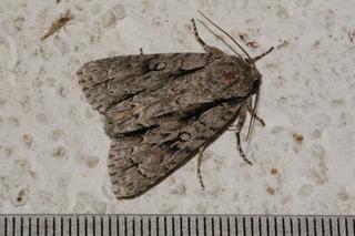 Acronicta hasta, Speared Dagger Moth