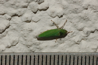 Hortensia similis, Common Green Leafhopper
