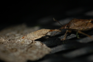 Podisus maculiventris, Spined Soldier Bug, attacking Ectropis crepuscularia
