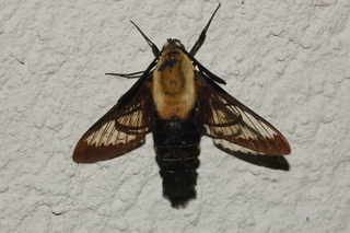 Hemaris diffinis, Snowberry Clearwing Moth