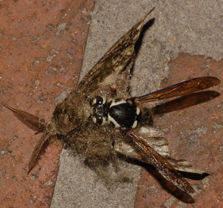Dolichovespula maculata, Bald-faced Hornet, kills Heterocampa biundata