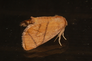 Apoda y-inversum, Yellow-collared Slug Moth