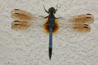 Pachydiplax longipennis, Blue Dasher, male