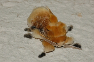 Megalopyge opercularis, Southern Flannel Moth, male