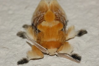 Megalopyge opercularis, Southern Flannel Moth, male