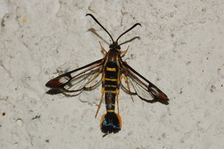 Synanthedon scitula, Dogwood Borer Moth