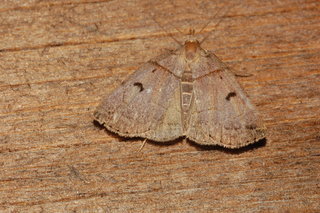 Zanclognatha laevigata, Variable Zanclognatha Moth