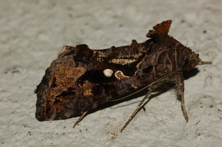 Chrysodeixis includens, Soybean Looper Moth