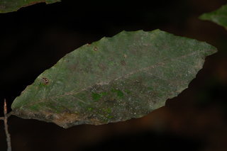 Scorias spongiosa, American Beech Sooty Mold
