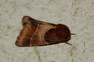 Schinia arcigera, Arcigera Flower Moth