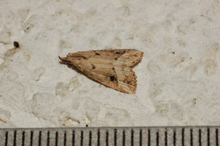 Schrankia macula, Black-spotted Schrankia Moth