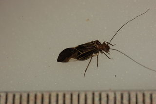 Cerastipsocus venosus, Common Barklouse, adult