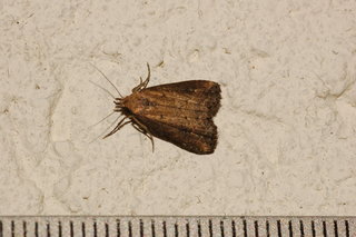 Schrankia macula, Black-spotted Schrankia Moth, maybe