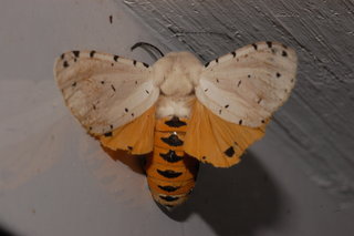 Estigmene acrea, Salt Marsh Moth, male