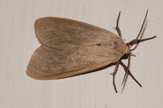 Euchaetes egle, Milkweed Tussock Moth