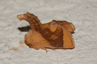 Apoda y-inversum, Yellow-collared Slug Moth