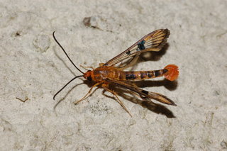 Synanthedon acerni, Maple Callus Borer Moth