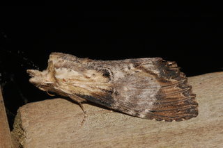 Dasylophia thyatiroides, Gray-patched Prominent