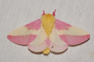 Dryocampa rubicunda, Rosy Maple Moth