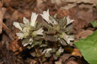 Obolaria virginica, Virginia Pennywort