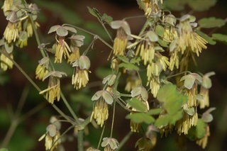 Thalictrum dioicum, Early Meadow-rue