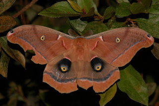Antheraea polyphemus, Polyphemus Moth